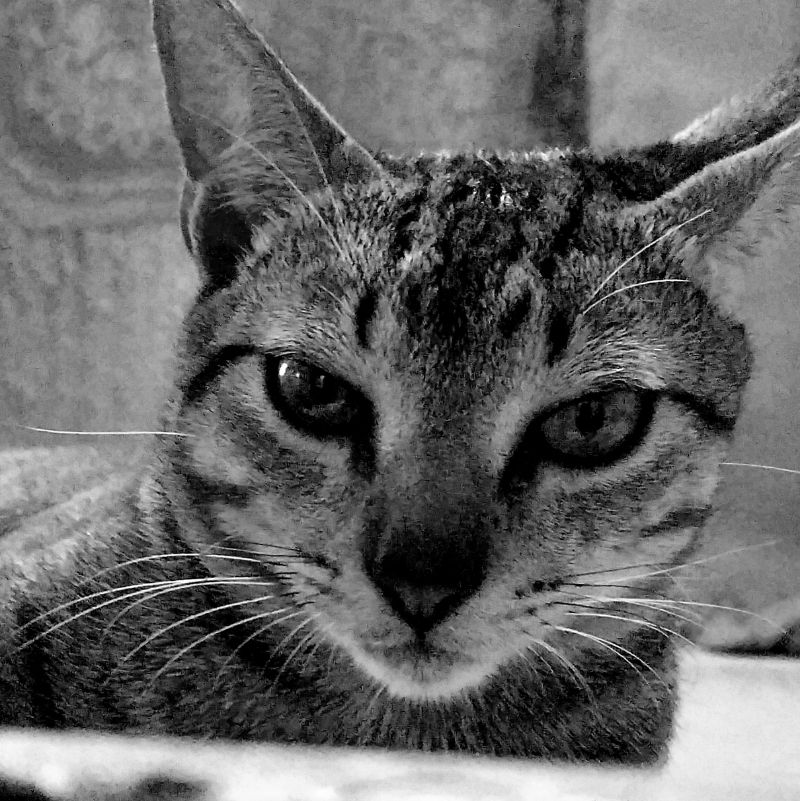 cat face